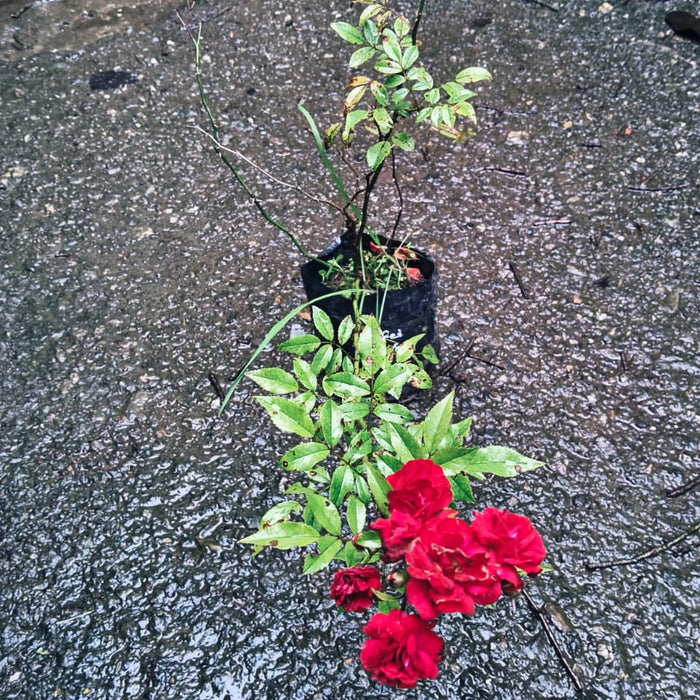 Red Button | Miniature Rose