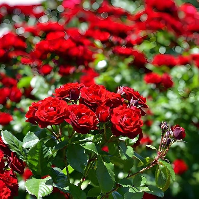 Red Button | Miniature Rose