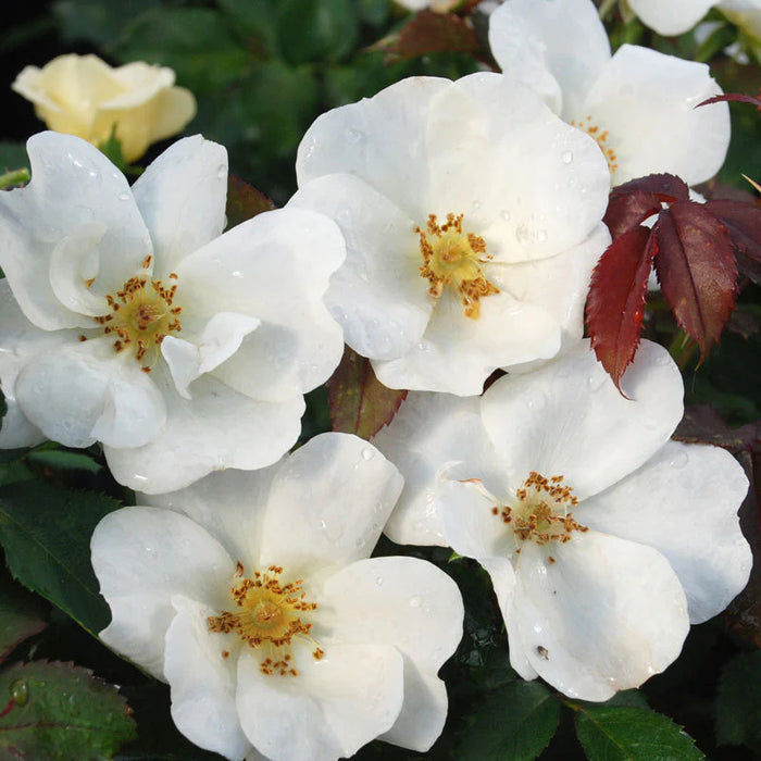 White knockout| Shrub rose