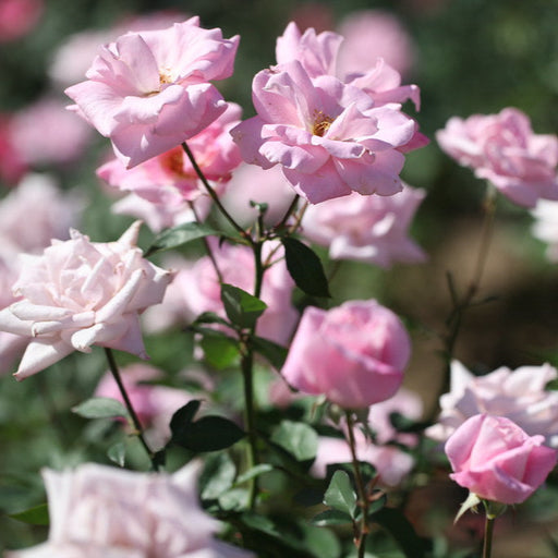 Close-up of pink flowers with a blurred green background