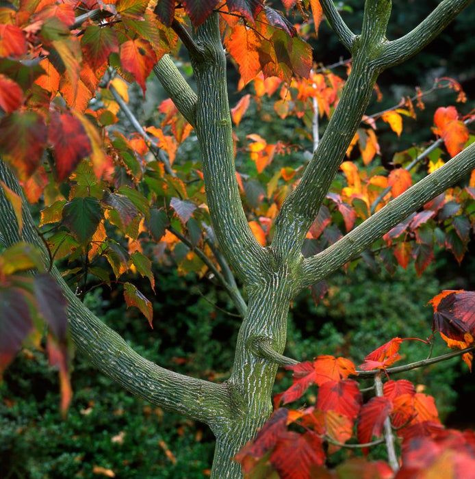 Snakebark Maple l Maple