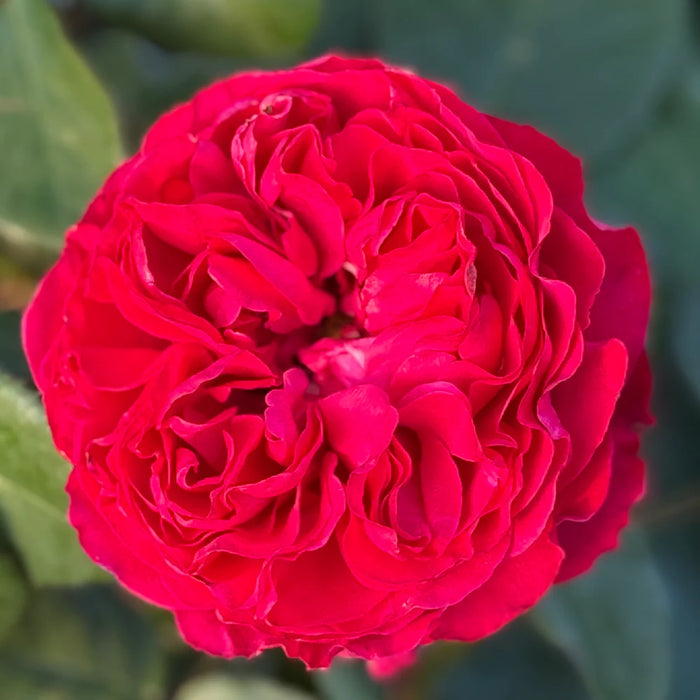 Traviata l Hybrid Tea