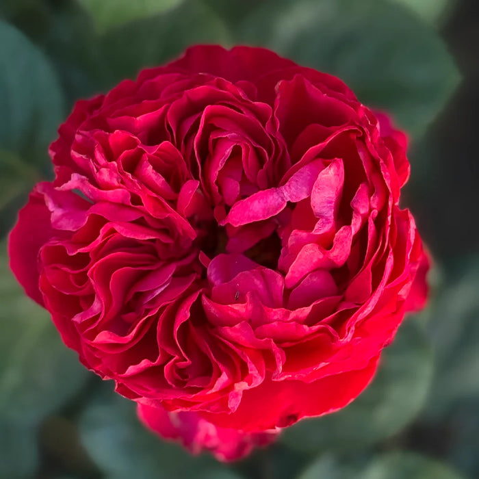 Traviata l Hybrid Tea