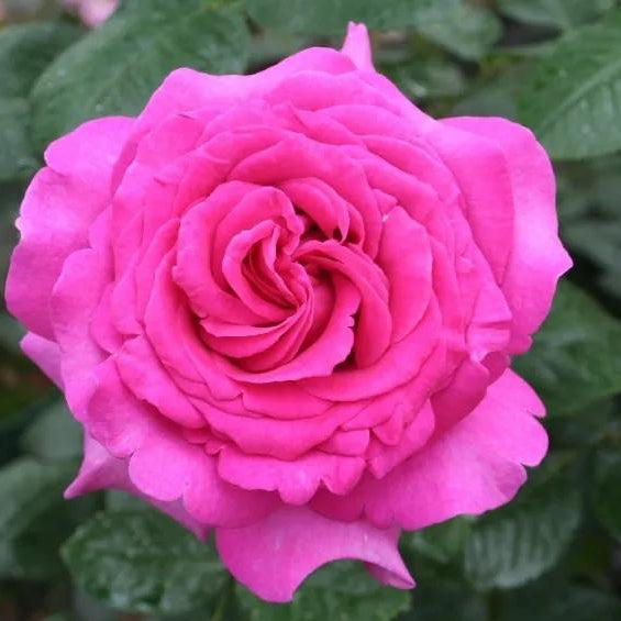 Chartreuse De Parme | Hybrid Tea Rose
