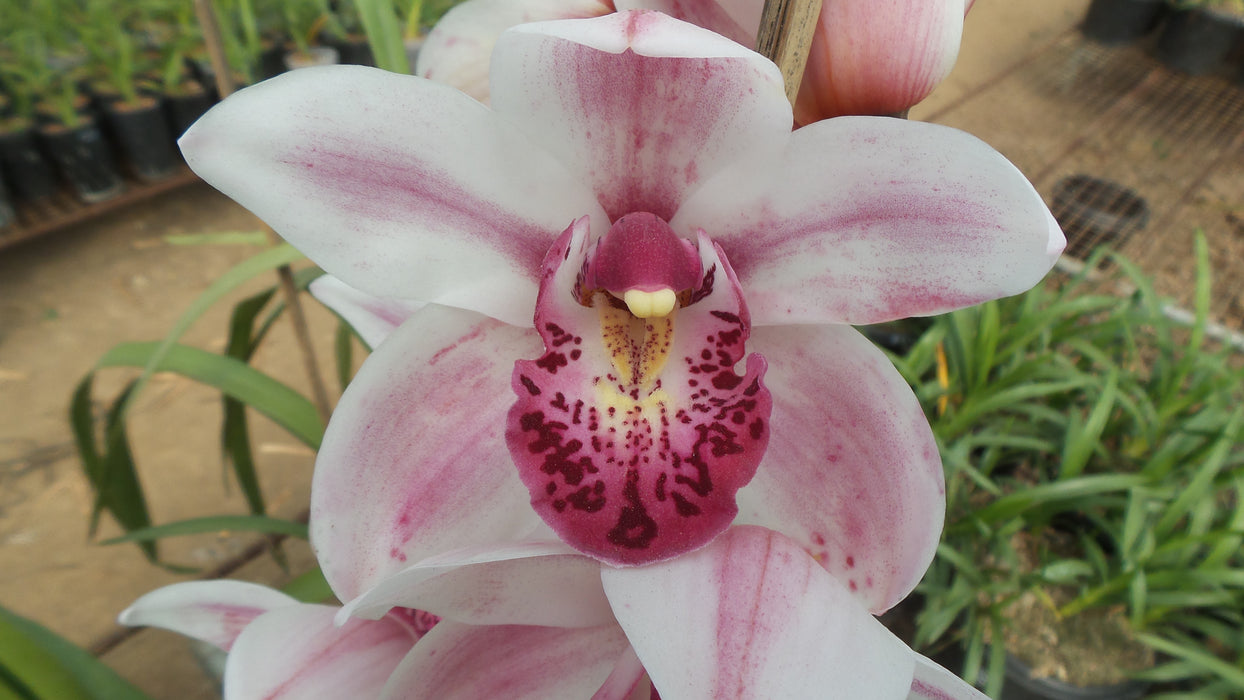 Cymbidium Valley Treasure