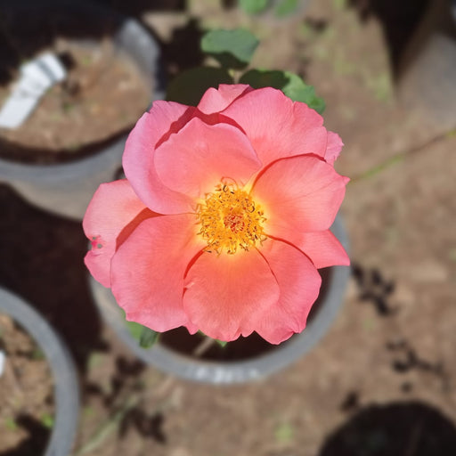 Pink flower with yellow center in a pot, blurred background