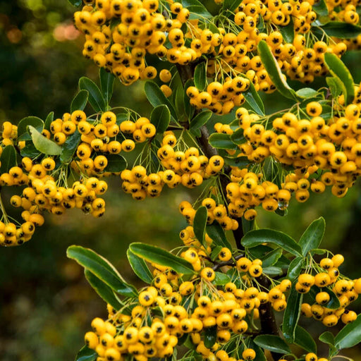 Close-up of yellow berries on a green bush
