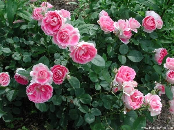 Care Free Wonder Rose | Shrub Rose