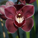 Red Nelly Purple Satin Cymbidium Orchid