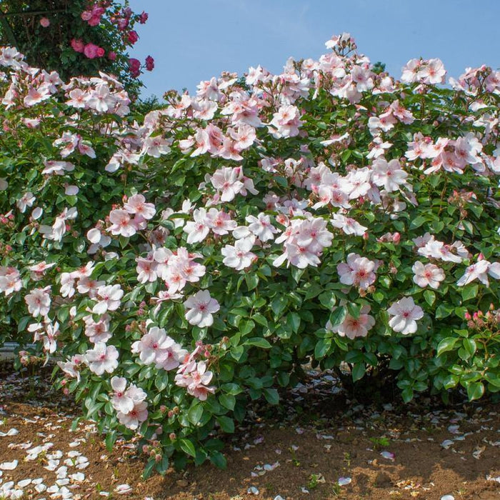 Astronomia Pink Rose - Mainaam Garden