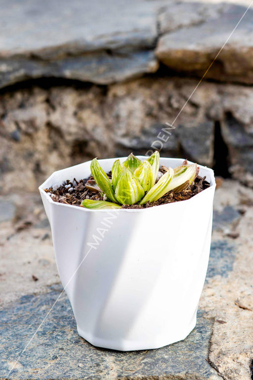 Haworthia Cymbiformis Variegated