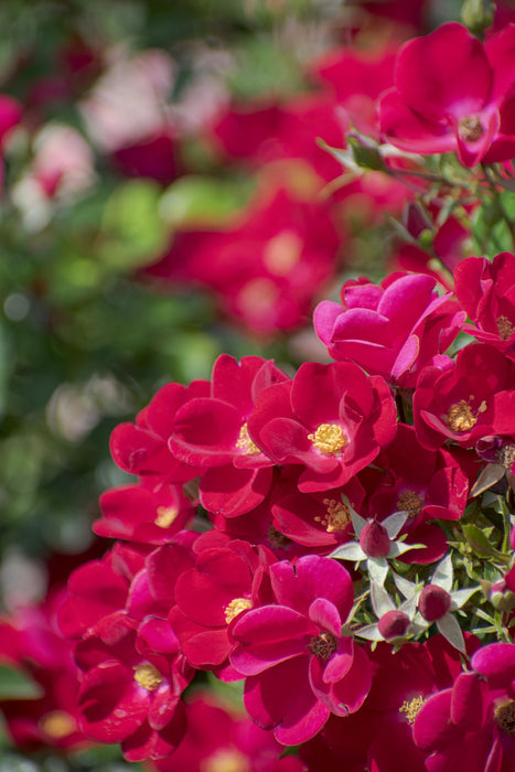 Pixie hat | Floribunda Rose