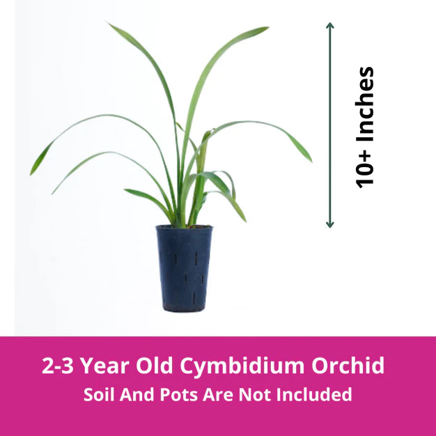 Fire Storm Cymbidium Orchid (2-3Yrs)