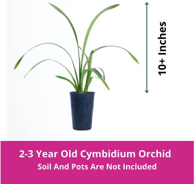 Candy King Jane Cymbidium Orchid (2-3Yrs Plant)