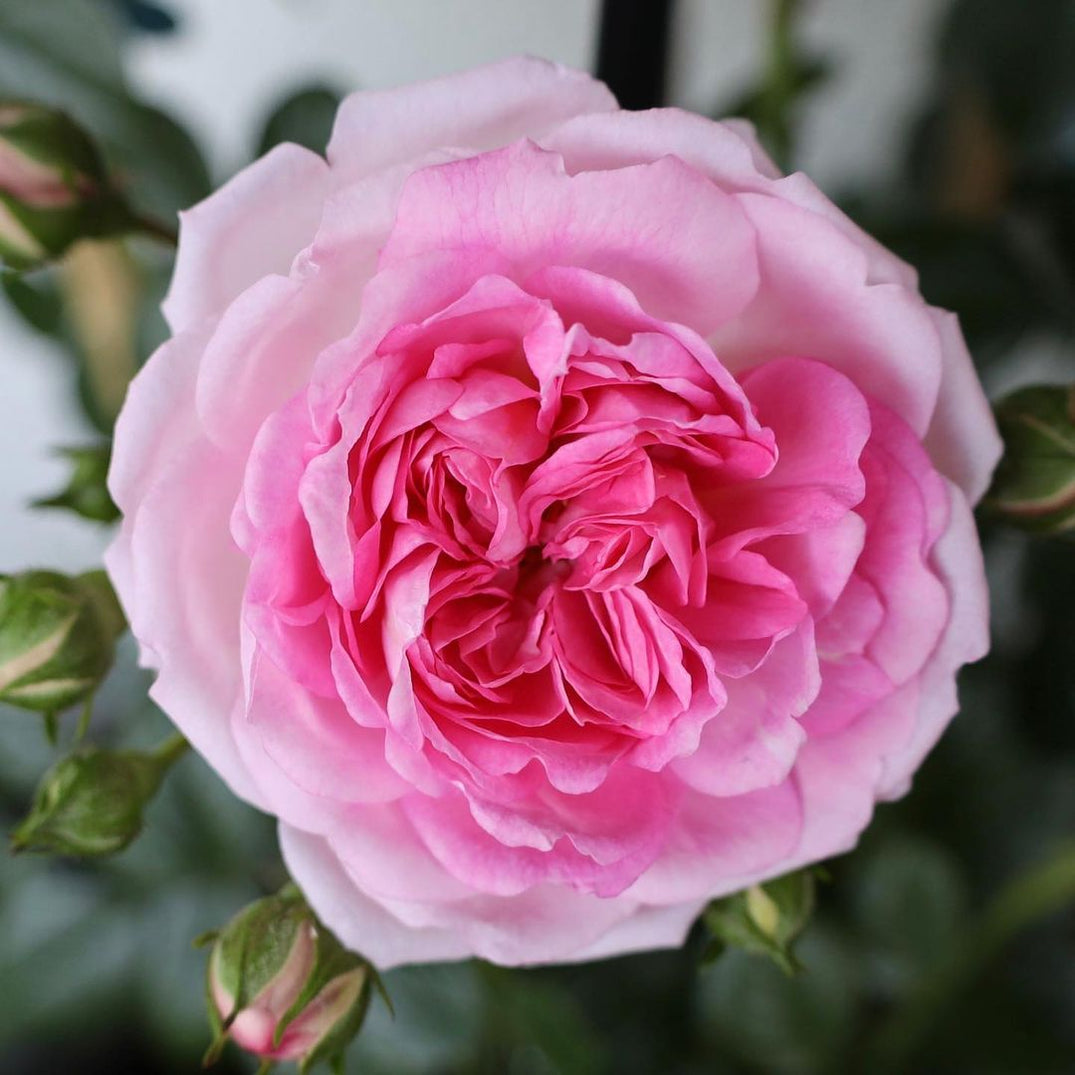 BUY ROSES I Best Prices And Fast Delivery‎ I Mainaam Garden