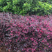 Loropetalum Purple Bush - Mainaam Garden