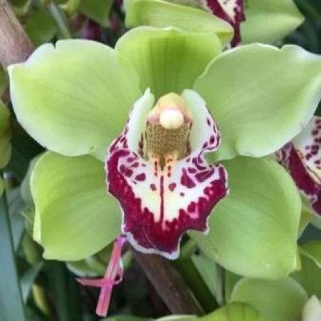 Greennoble Cymbidium Orchid