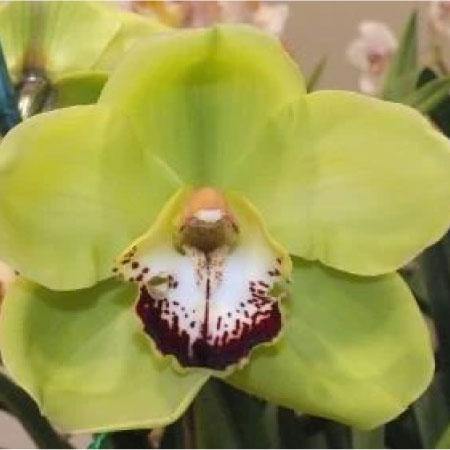 Green Cymbidium Orchid