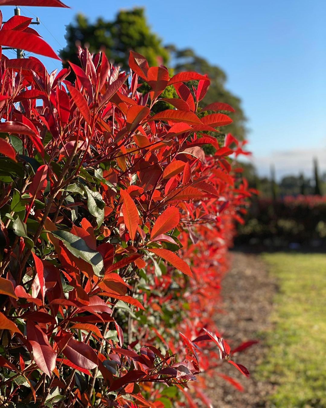 Photinia — Mainaam Garden