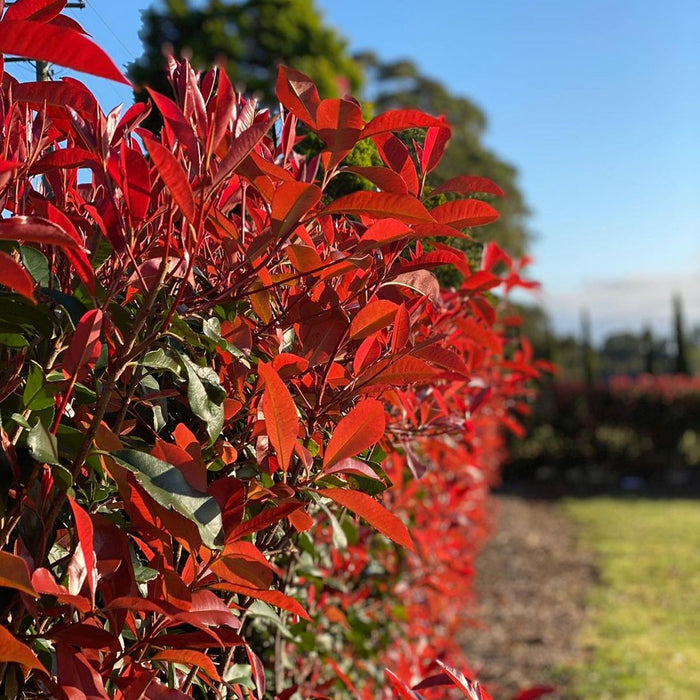 Photinia | Shrub