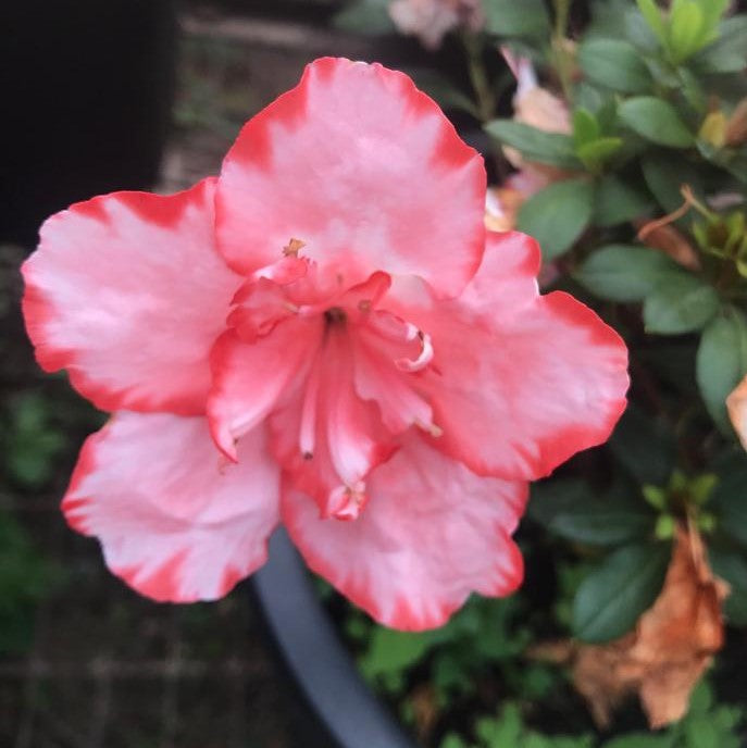 Red Tip Azalea