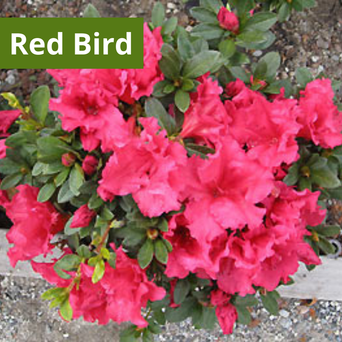 Red Bird