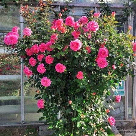 Parfum Royal Rose - Mainaam Garden