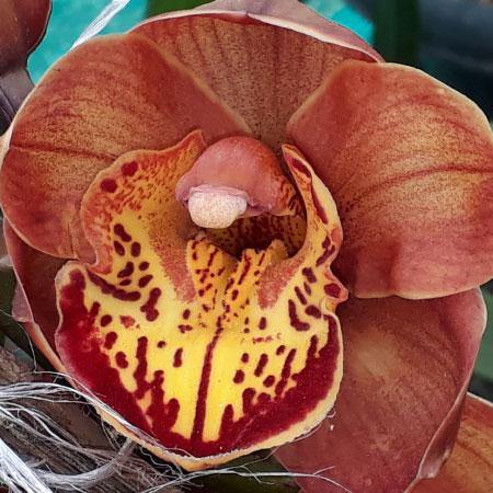 Amber Cymbidium Orchid