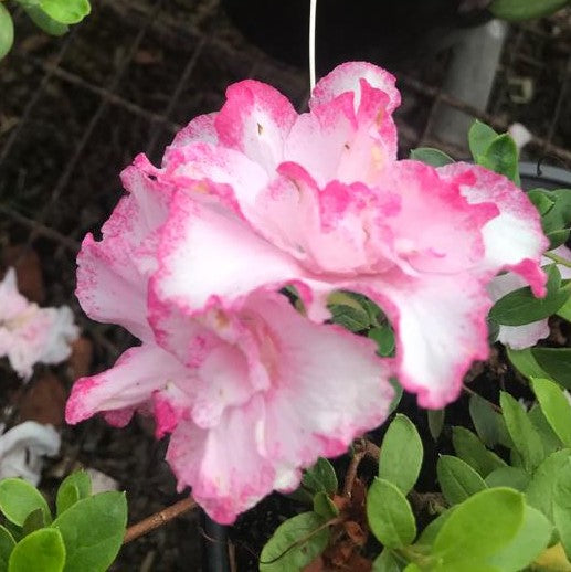 Pink Tip Azalea