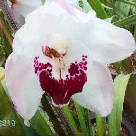 No. 7 Cymbidium Orchid (Flask)