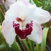 No. 7 Cymbidium Orchid (Flask)