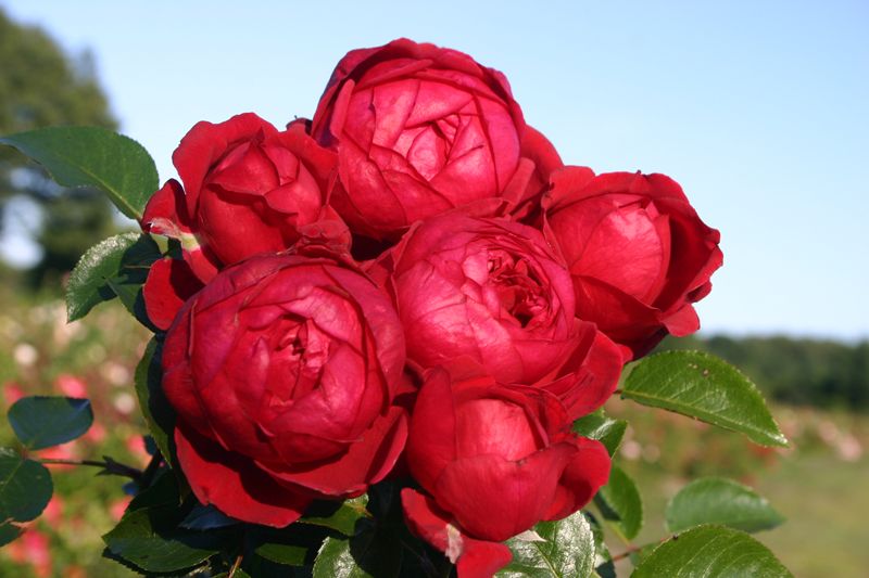 Sympa De Bellevue Rose I Shrub Rose