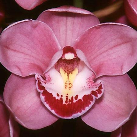 Khanebono Balance Cymbidium Orchid