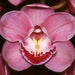 Khanebono Balance Cymbidium Orchid