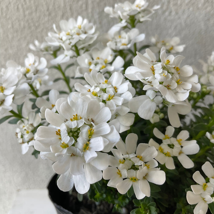 Whiteout Candytuft