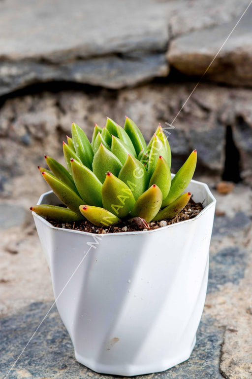 Echeveria Agavoides - Mainaam Garden