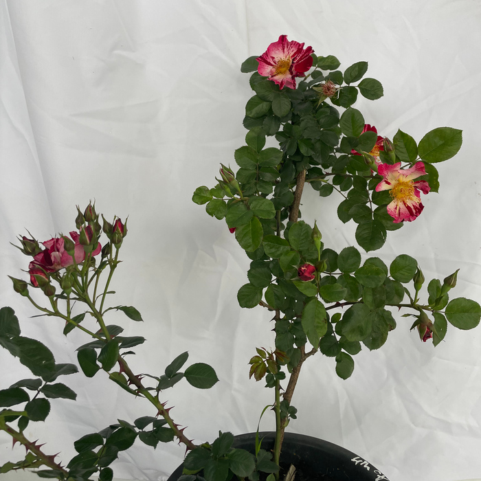 Fourth Of July I Climbing Rose