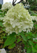 Hydrangea Paniculata (Limelight)