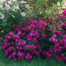 Purple Rain Rose - Mainaam Garden