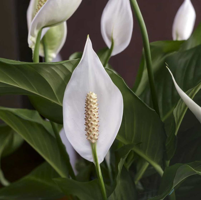 Spathe Flower(Peace Lily)