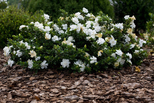 Gardenia 'Radicans' - Mainaam Garden