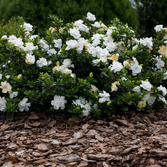 Gardenia 'Radicans' - Mainaam Garden