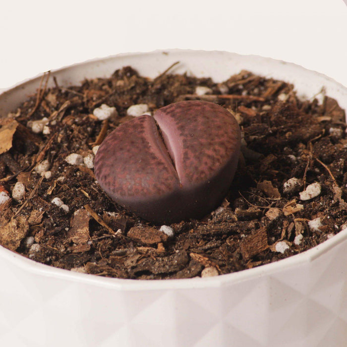 Lithops (Pink)