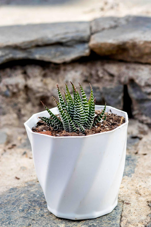 Haworthia Fasciata "Zebra Plant"