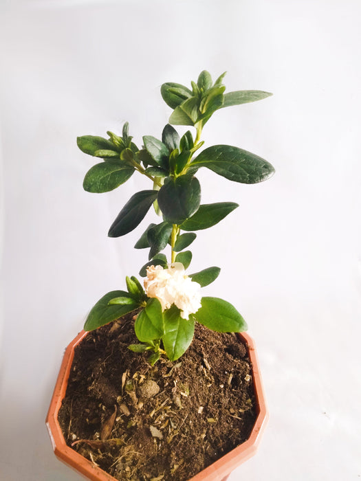 Gorin Nishiki Azalea