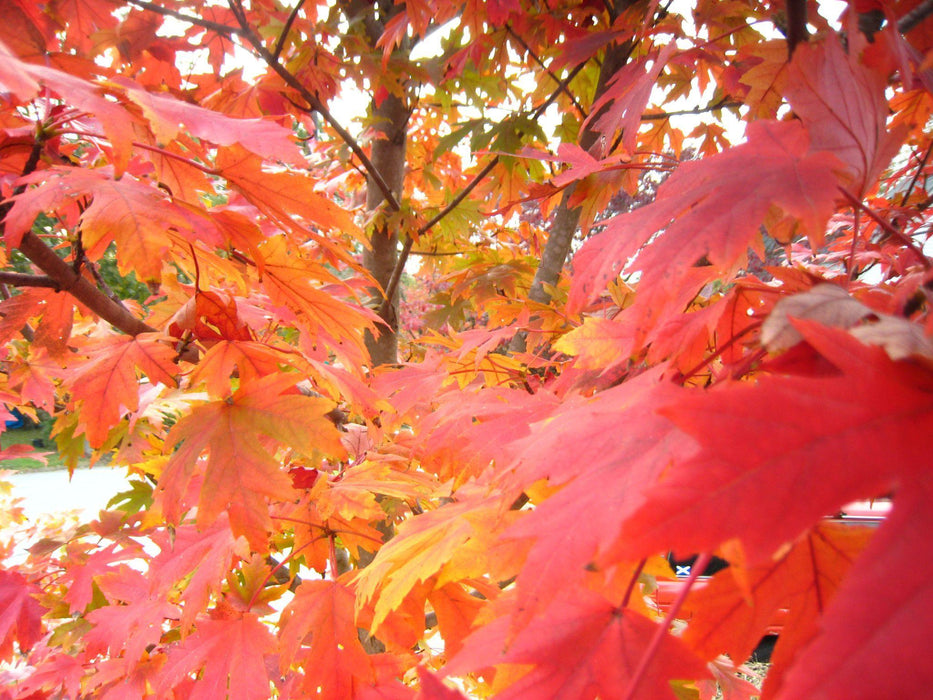October Glory Maple Tree - Mainaam Garden