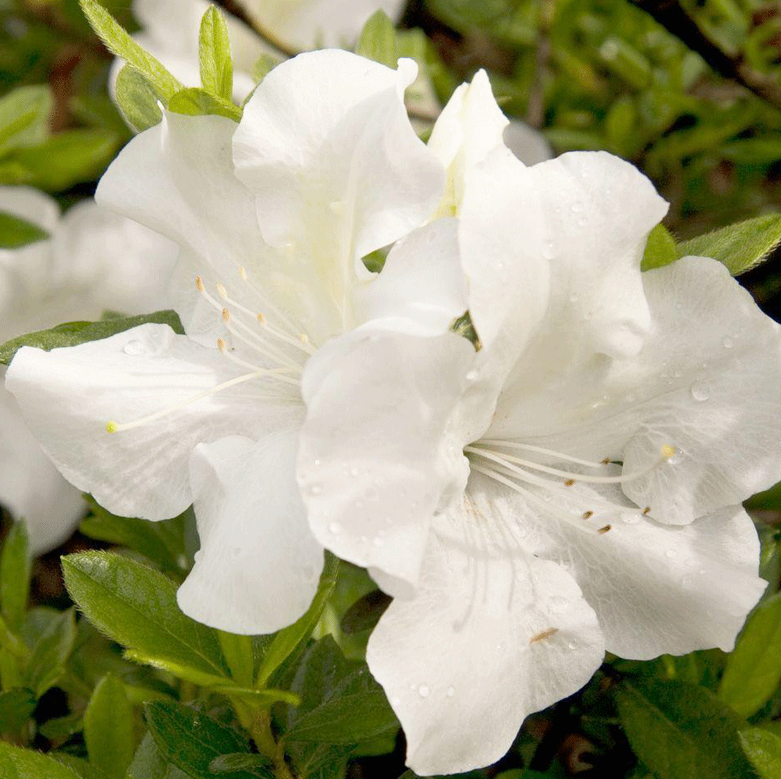 Azalea