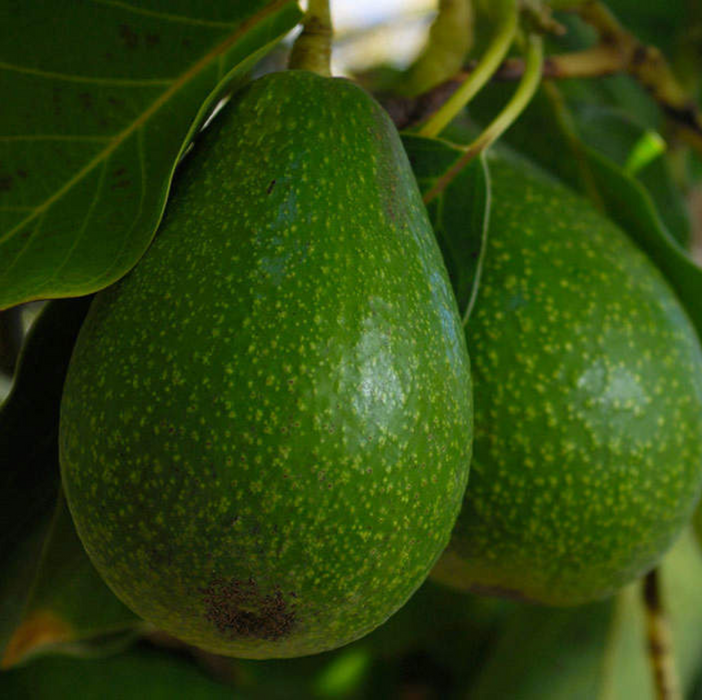 Avocado (Plants)