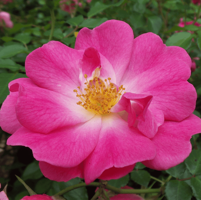 Bad Worishofen | Floribunda Rose