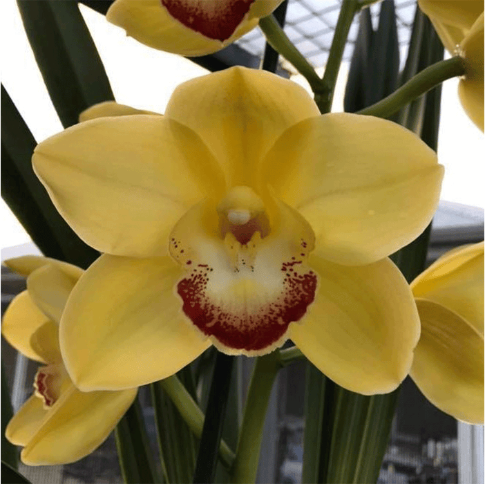 Coraki Elowint Cymbidium Orchid (Mature)